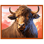 Buffalo